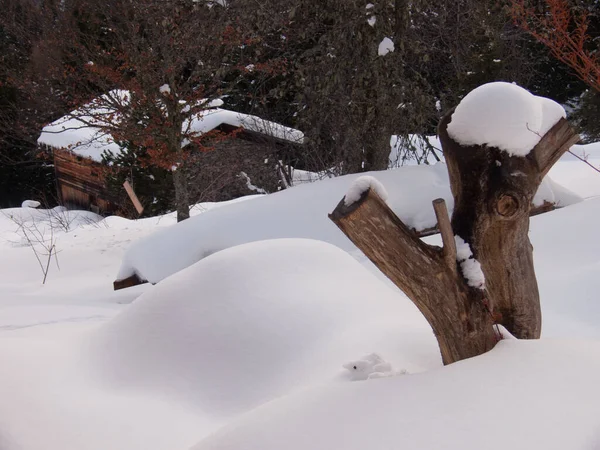 Дерево Снегу — стоковое фото