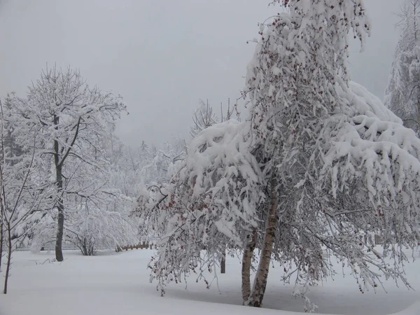 Winterlandschap Met Besneeuwde Bomen — Stockfoto