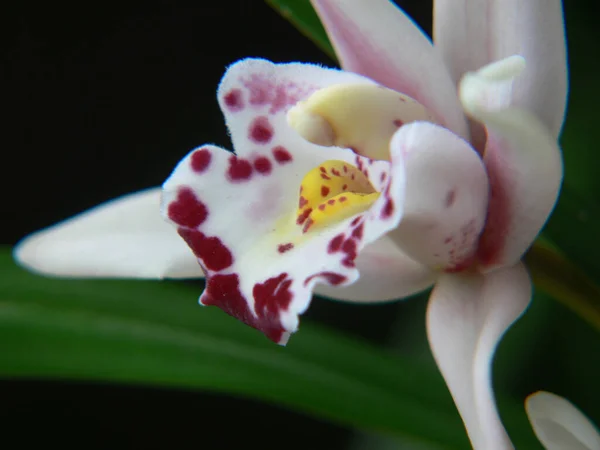 Hermosa Flor Orquídea Jardín —  Fotos de Stock