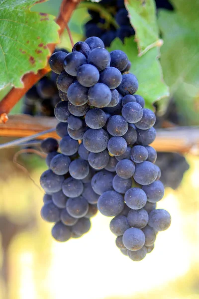 Czerwone Winogrona Winorośli — Zdjęcie stockowe