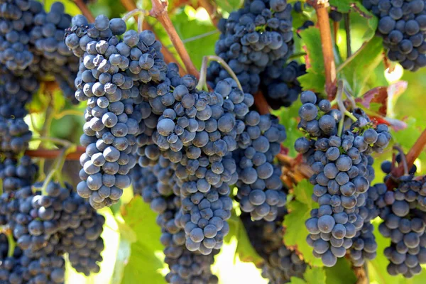 Grapes Vine — Stock Photo, Image