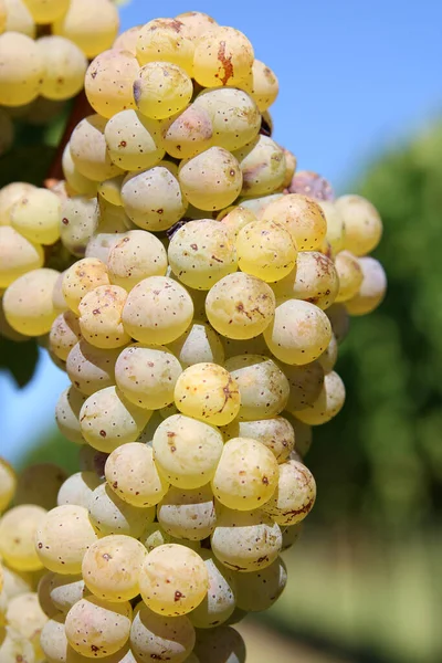Winogrona Winorośli — Zdjęcie stockowe