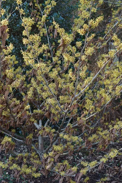 Gimborns Parfymhassel Hamamelis Intermedia Gimborns Parfym Hybriderna Mellan Hamamelis Japonica — Stockfoto