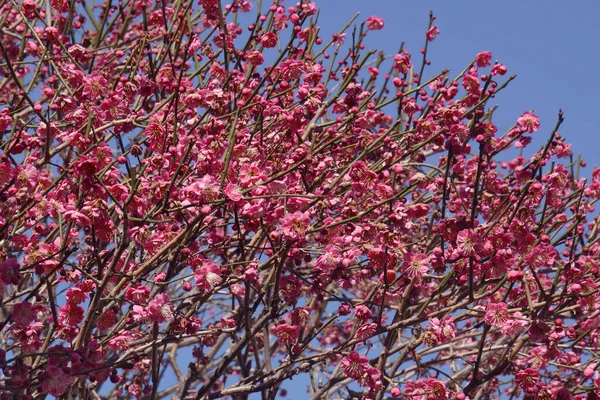 Rosafarbene Blumen Garten — Stockfoto