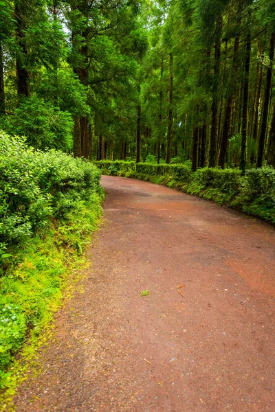 Caminho Floresta Açoriana Com Flores Hortênsia Azul Rica Vegetação Floresta — Fotografia de Stock