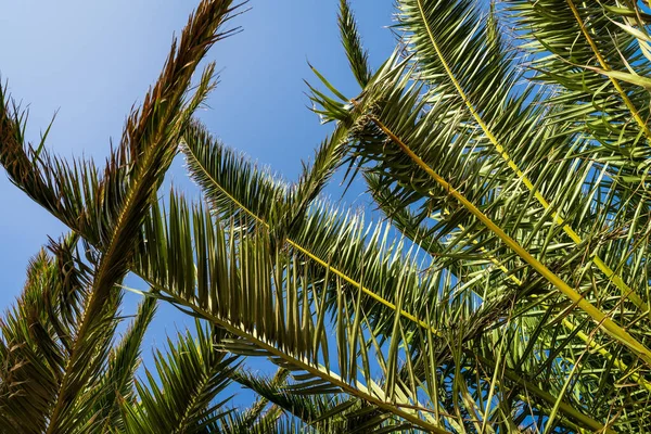 蓝天下的棕榈树枝叶 — 图库照片