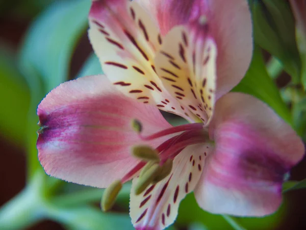 庭の美しいピンクリリーの花 — ストック写真