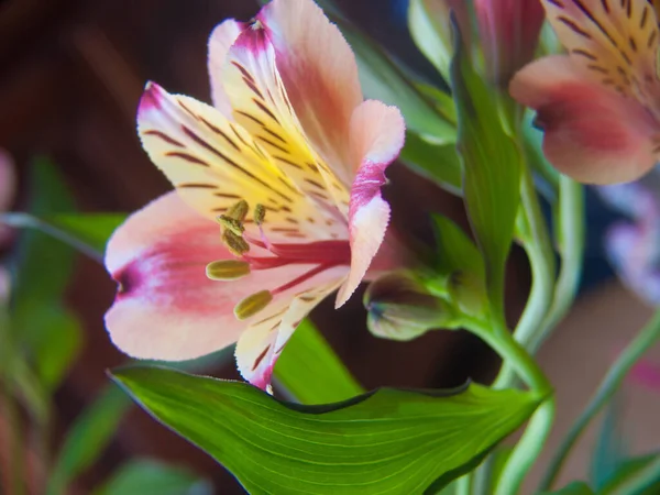 Красиві Квіти Саду — стокове фото