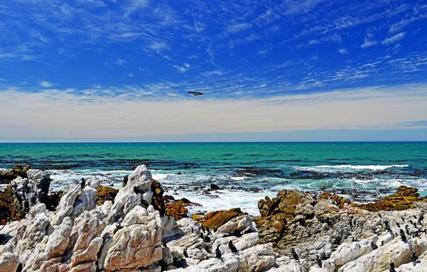 Cormoranes Del Cabo Boulders Beach Ciudad Simon Península Del Cabo — Foto de Stock