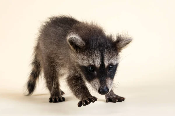 Cute Little Kitten White Background — Stock Photo, Image