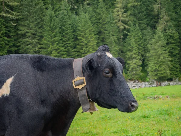 Vaca Leiteira Com Sino Pasto — Fotografia de Stock