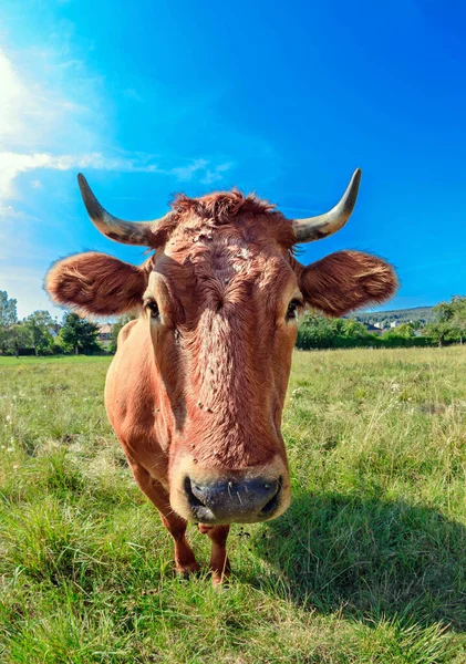Vaca Marrom Curioso Prado Com Fundo Céu Azul — Fotografia de Stock