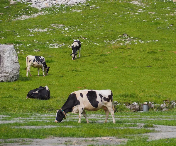 Vaches Blanches Noires Dans Pâturage Montagne — Photo