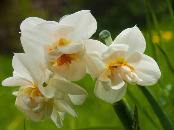 Bellissimi Fiori Bianchi Giardino — Foto Stock