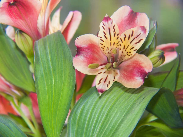 庭の美しいピンクリリーの花 — ストック写真