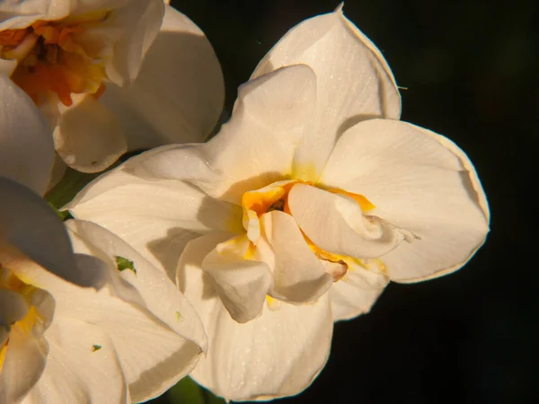 Belle Fleur Blanche Orchidée Dans Jardin — Photo