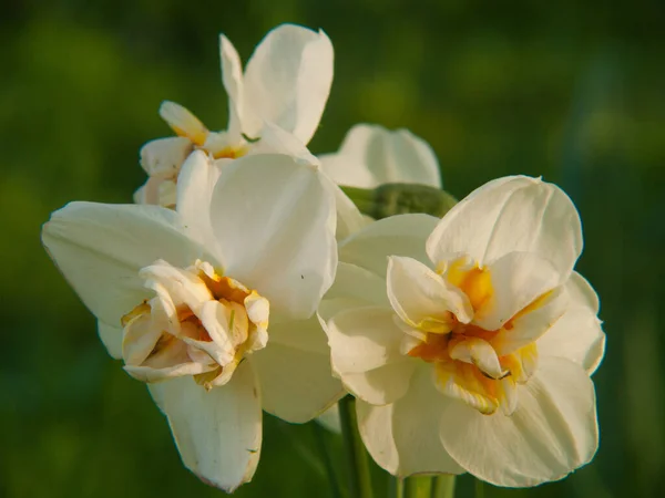 Fiori Bianchi Gialli Giardino — Foto Stock