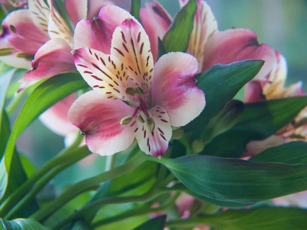 Flores Bonitas Jardim — Fotografia de Stock