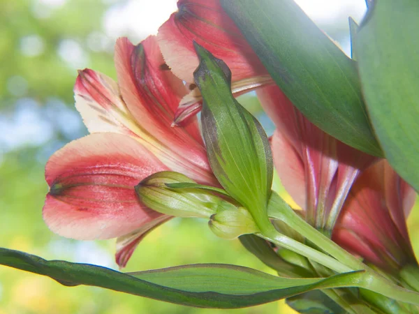 美しい花 花のコンセプトの背景 — ストック写真