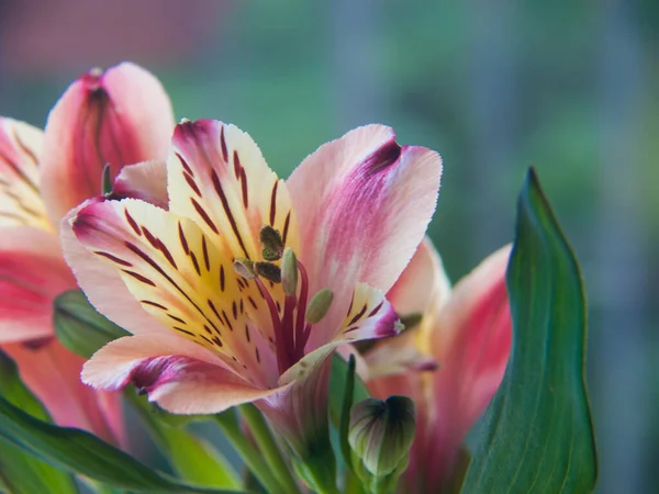 Piękne Różowe Kwiaty Tulipan Ogrodzie — Zdjęcie stockowe