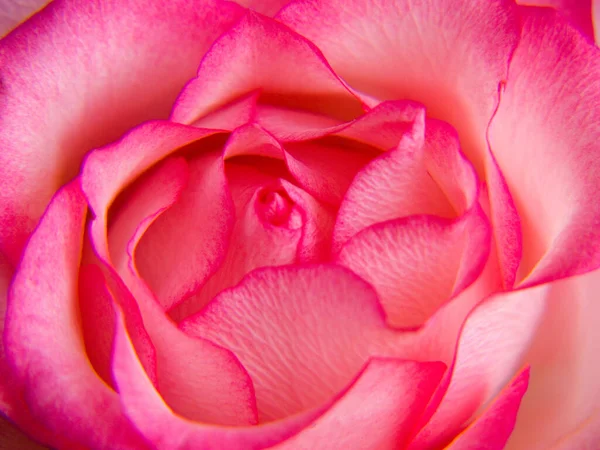 Όμορφο Ροζ Τριαντάφυλλο Από Κοντά — Φωτογραφία Αρχείου