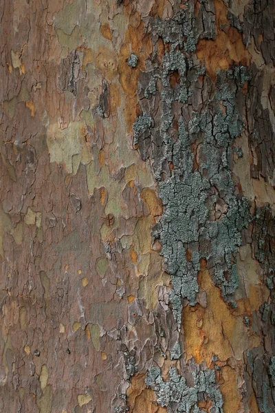 古い木のテクスチャと自然パターン — ストック写真
