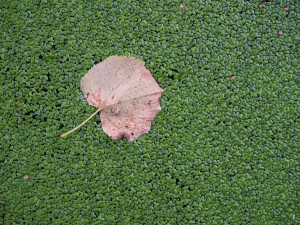 linden leaf ,duckweed ,autumn leaf