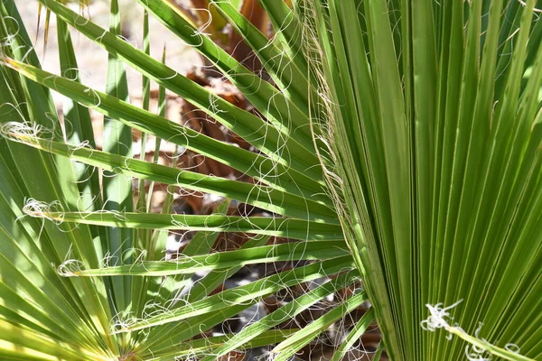 Folhas Verdes Uma Árvore — Fotografia de Stock