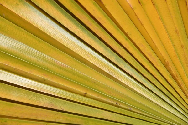 Primer Plano Una Textura Bambú — Foto de Stock