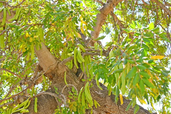 Frutto Del Baobab Provincia Alicante Costa Blanca Spagna — Foto Stock