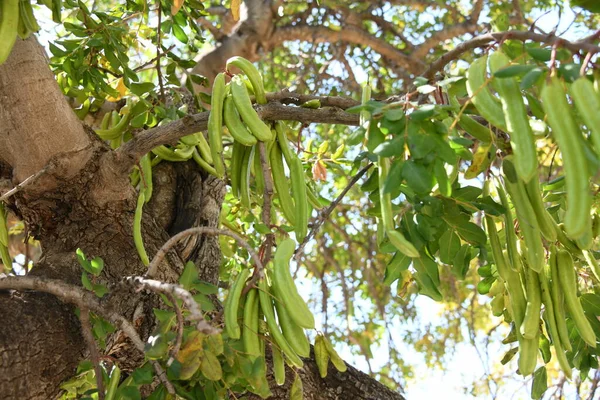 Fruto Baobá Província Alicante Costa Blanca Espanha — Fotografia de Stock