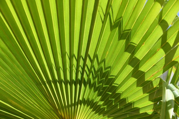 Green Leaves Background Tropical Palm Leaf — Stock Photo, Image