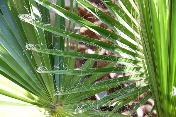 Feuilles Palmier Vert Sur Arbre — Photo