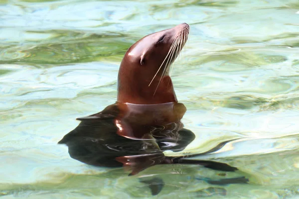 Ein Seelöwe Wasser — Stockfoto