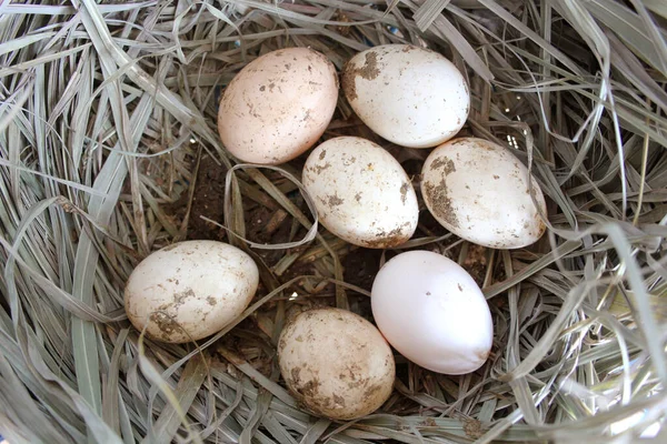 Wachteleier Nest — Stockfoto