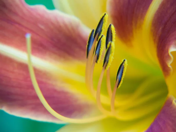 庭の美しいユリの花 — ストック写真