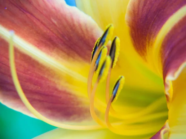 Hermosa Flor Lirio Amarillo Jardín — Foto de Stock