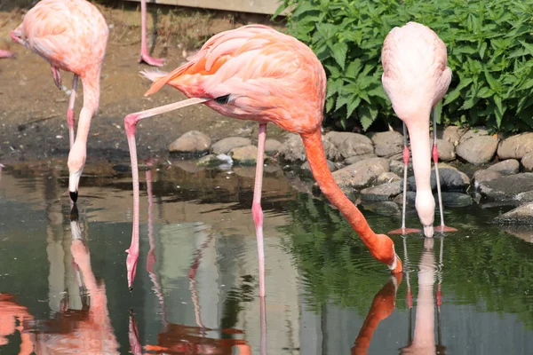 Ein Flamingo Einem See — Stockfoto