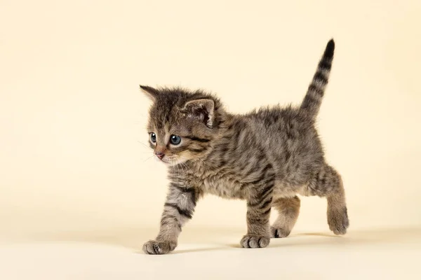 Schattig Klein Katje Witte Achtergrond — Stockfoto