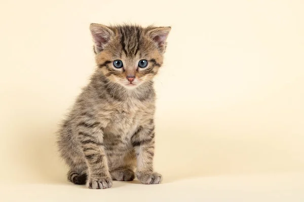 Carino Piccolo Gattino Uno Sfondo Bianco — Foto Stock