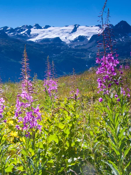 Hermosas Flores Las Montañas —  Fotos de Stock