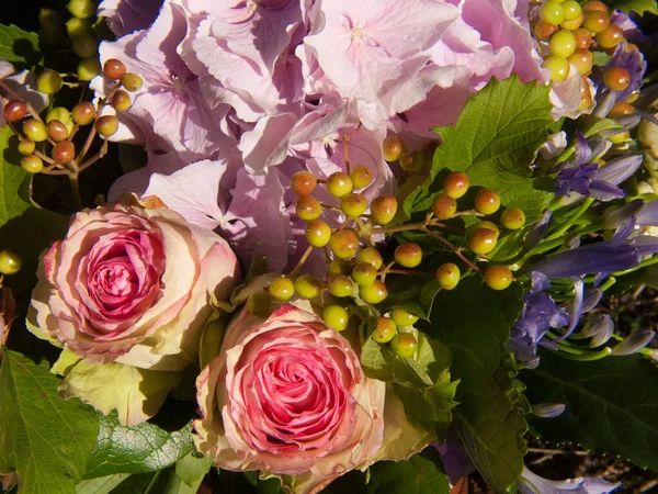 Hermosas Flores Jardín — Foto de Stock