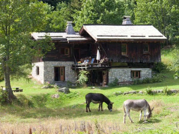 Eine Schöne Aufnahme Eines Pferdes Einem Dorf — Stockfoto