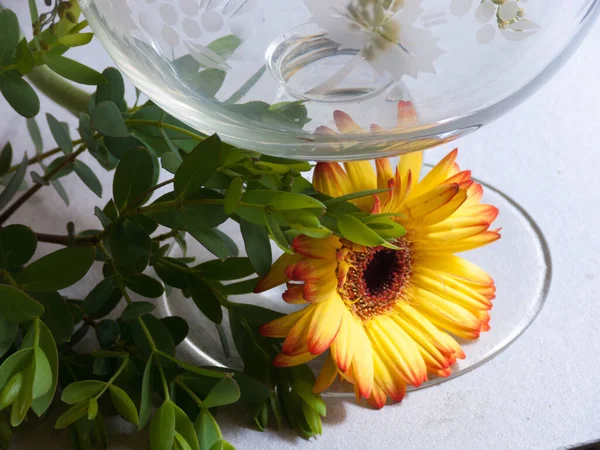 Schöne Blumen Einer Glasvase Auf Weißem Hintergrund — Stockfoto