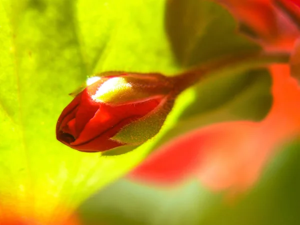 Schöne Rote Blume Garten — Stockfoto