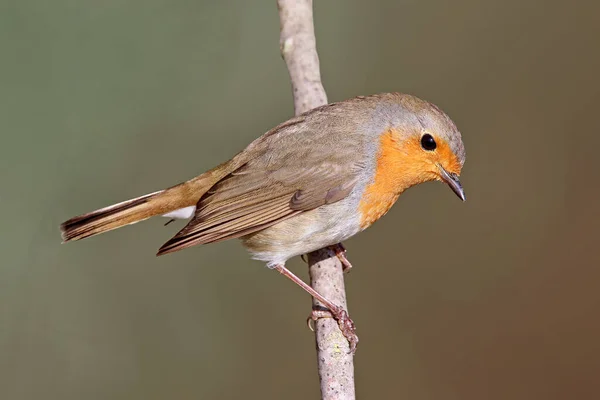 Close Van Een Vogel — Stockfoto