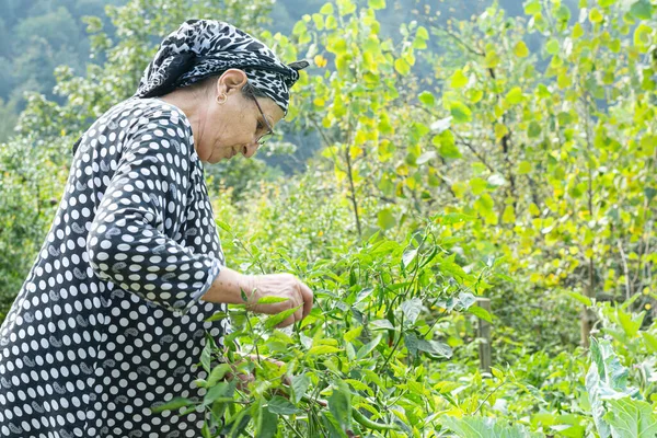 一位穆斯林老年妇女从花园中采摘一些新鲜胡椒的画像 健康的生活方式概念 — 图库照片