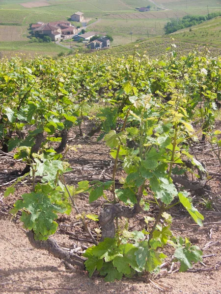 Wijngaard Het Platteland — Stockfoto