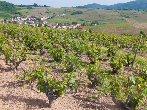 Spanya Nın Chianti Bölgesindeki Üzüm Bağları — Stok fotoğraf