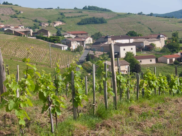 Viñedos Región Chianti Italia — Foto de Stock